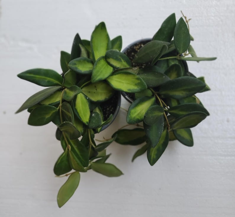 Hoya Sea Stones Plant Set - Small Rooted Hoya + Free Cutting - Easy Care Indoor Trailing Vine