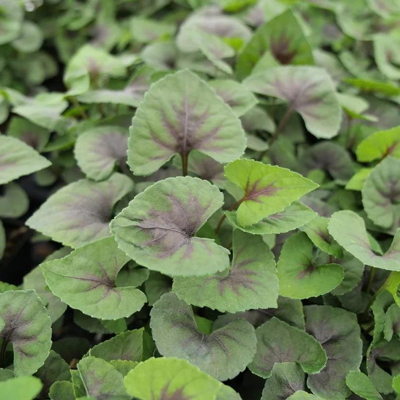 Heartthrob Violet Plant 3.5" Pot, Hardy Viola, Purple Flower, Zones 5-9, Part to Full Shade, Live Garden Plant