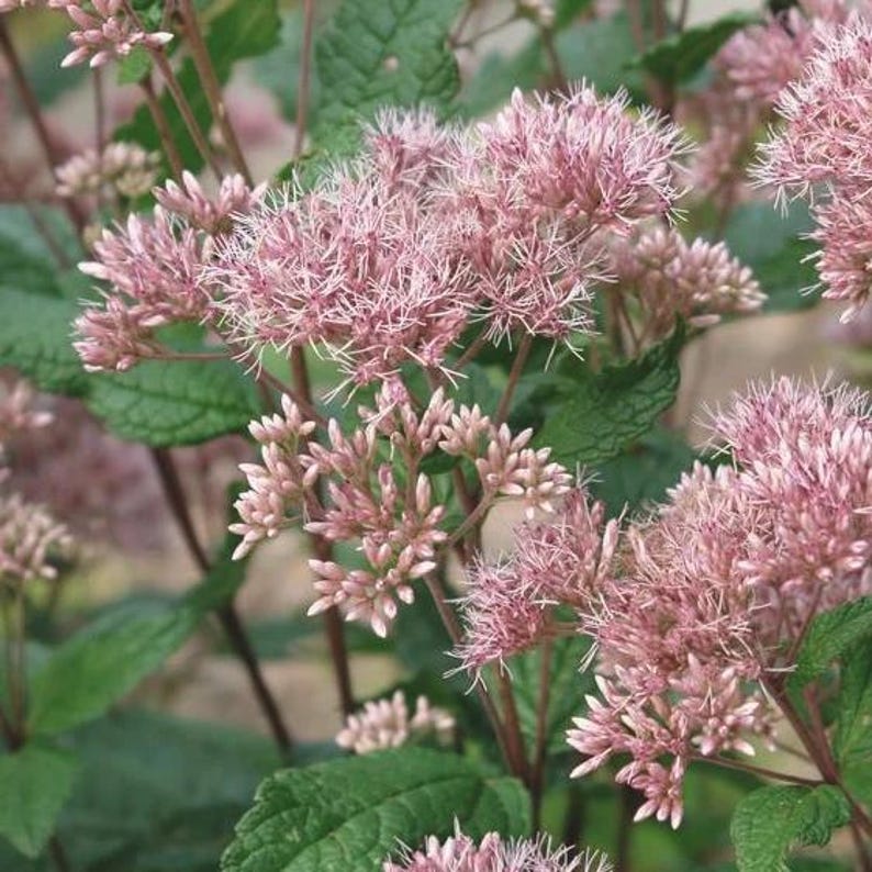 Coastal Joe Pye Weed Live Plant 4" Pot, 'Little Joe', Eutrochium dubium, Native to Eastern North America