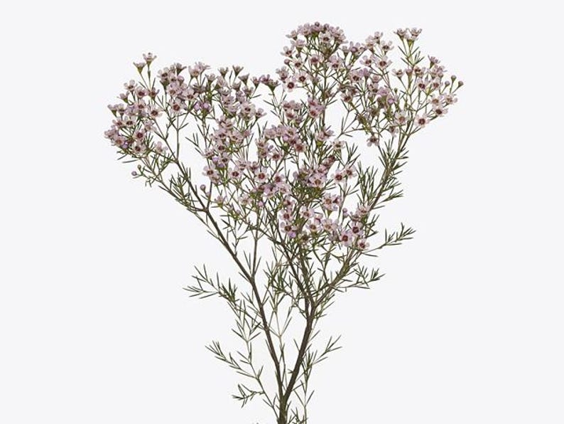 Waxflower Plant 1 Foot - Purple-Light Violet Flowers - Chamelaucium uncinatum 'Jupiter Solar'