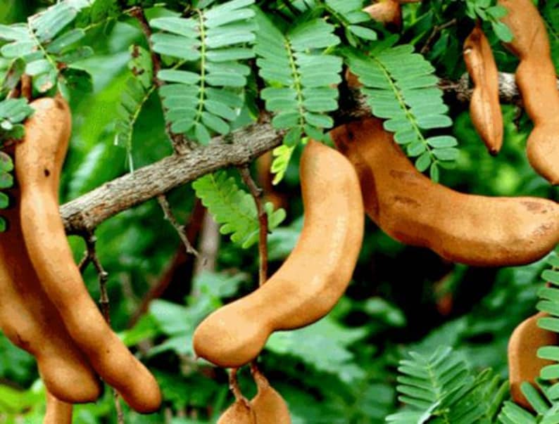 Organic Sour Tamarind Plant in 1-Gallon Pot, Tamarindus indica, Edible Fruit Tree for Container Gardening
