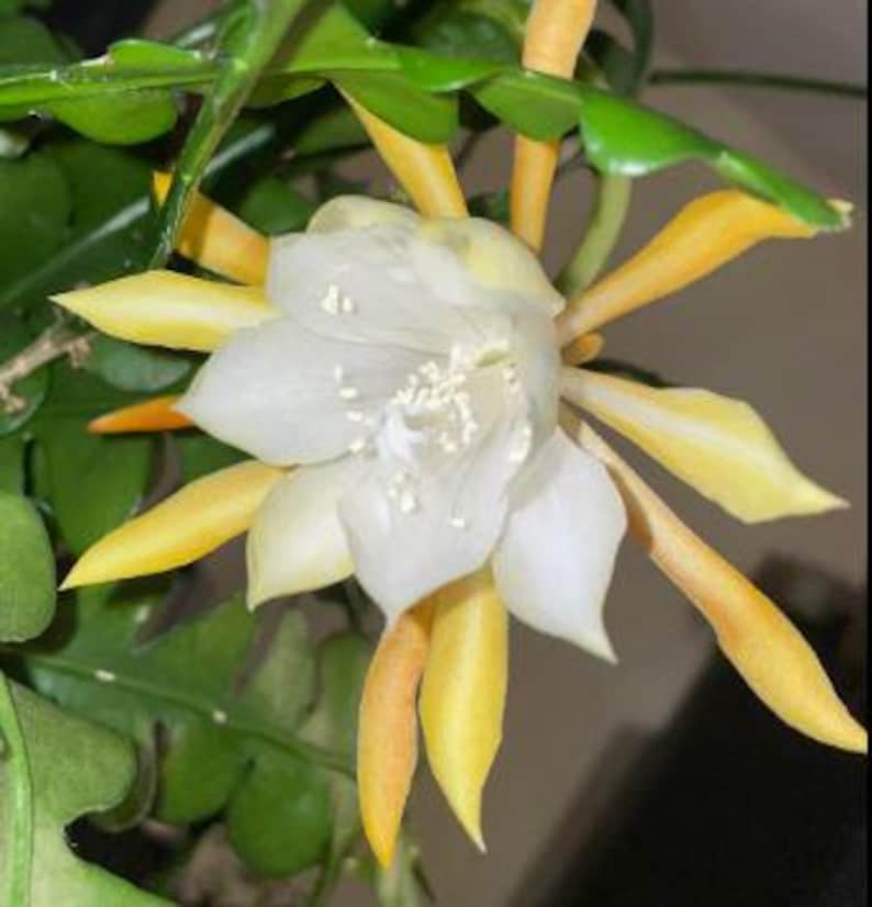 Fishbone Cactus Live Plant in Half-Gallon Pot, Disocactus anguliger with Yellow Flowers, Zig-Zag Succulent for Indoor Garden