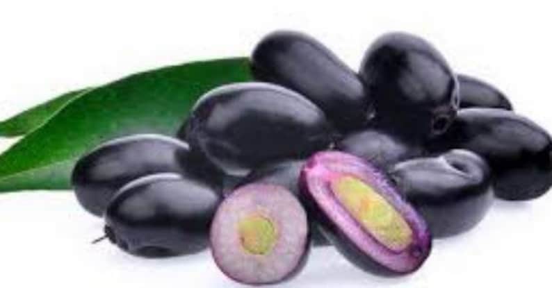 Java Plum Plant 2-3 ft in One-Gallon Pot, Syzygium cumini, Black Plum, Malabar Plum for Home Garden