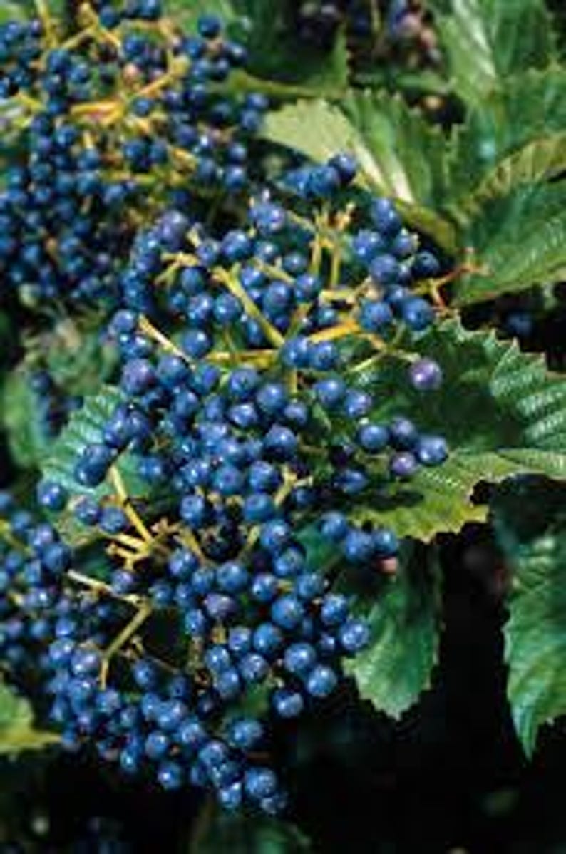 Native Arrowood Viburnum 4" Pot - Chicago Luster Dentatum with Glossy Green Foliage - USDA Zones 4-7 Bareroot Shipping