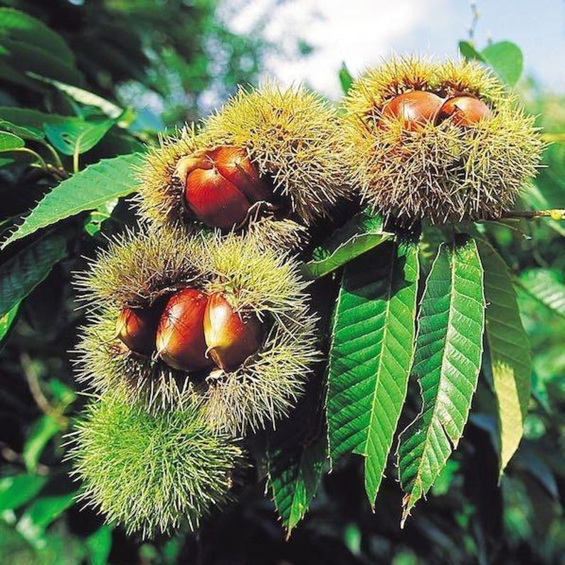 Chinese Chestnut Tree Plant - Quart Pot - Castanea mollissima - Nut Producing Deciduous Tree for USDA Zones 4-8