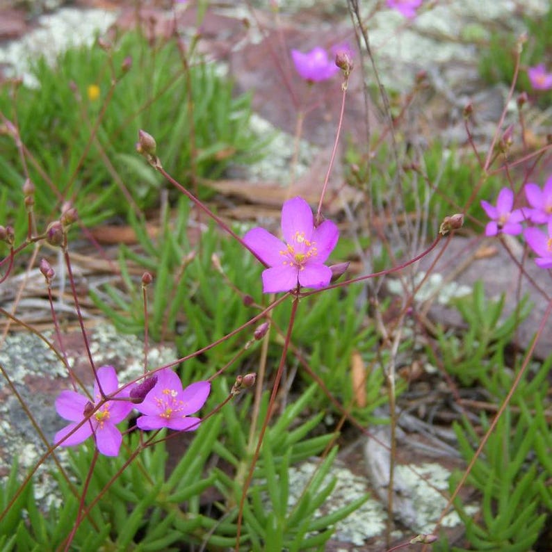 Fame Flower Live Plant 3.5" Pot Rock Pink Phemeranthus calycinus Full Sun Zones 5-9 Native