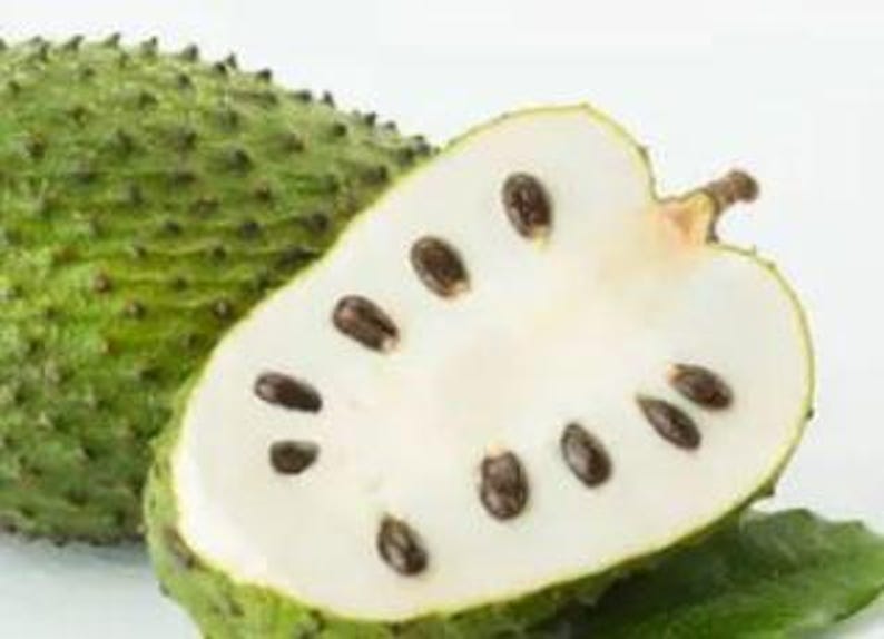 Organic Soursop Plant in Half Gallon Pot - Annona muricata, Tropical Fruit Tree, Fast Growing Guanabana