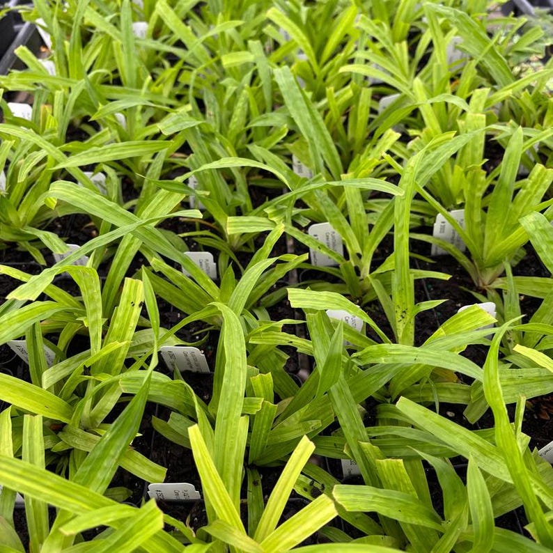 Plantain-Leaf Sedge Live Plant in 3.5" Pot Carex plantaginea Native Shade Tolerant Zone 3-8