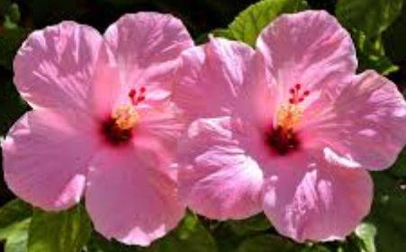 Pink Hibiscus Plant in Half Gallon Pot - Tropical Flowering Hibiscus rosa-sinensis for Gardens & Containers