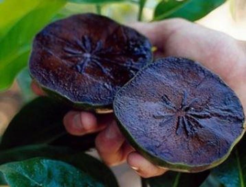 Black Sapote Fruit Tree 2 ft in Pot | Diospyros digyna | Chocolate Pudding Fruit Tree | Easy Care, Small Space Gardening