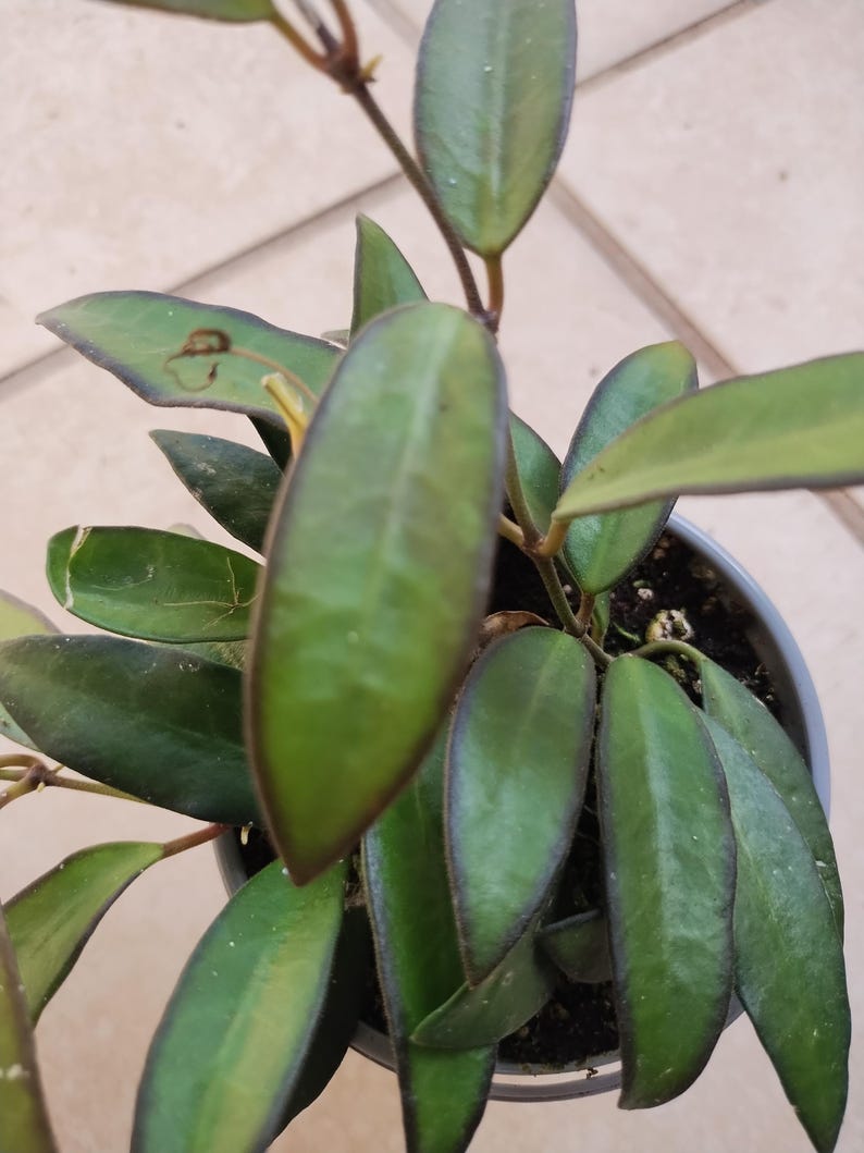 Adrift Hoya Plant - Small Rooted Hoya carnosa with Free Cutting - Low Maintenance Houseplant