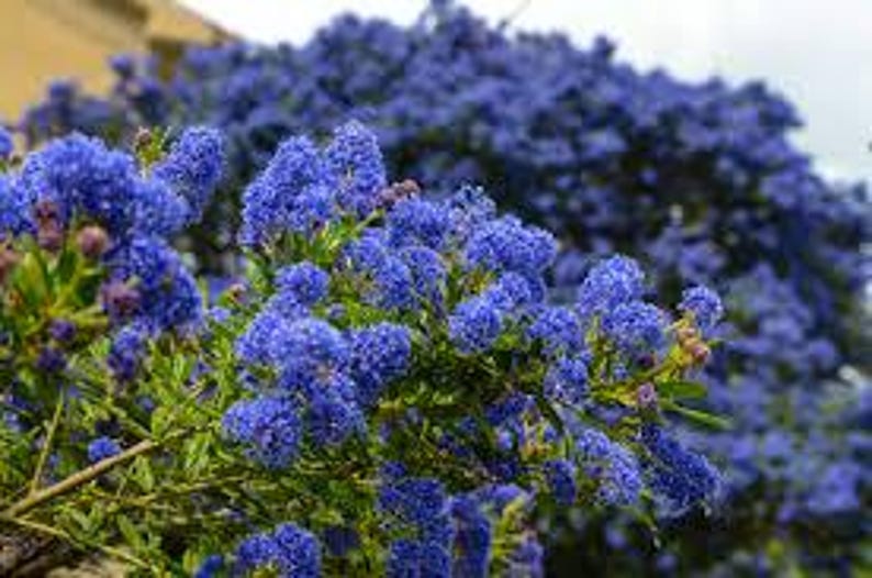 Ceanothus 'Dark Star' Shrub 1ft Pot - Cobalt Blue Flowers, Dense Vase-Shaped Foliage, California Lilac