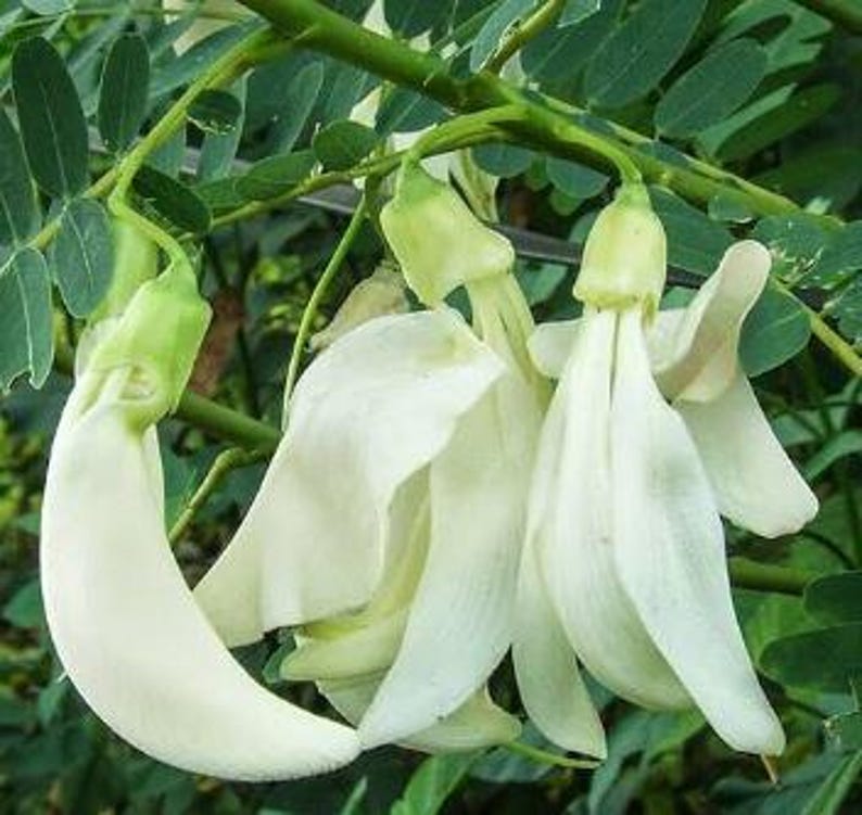 Hummingbird Tree Live Plant in Gallon Pot – White Flower Sesbania Grandiflora – Fast-Growing Pollinator Attracting Tree