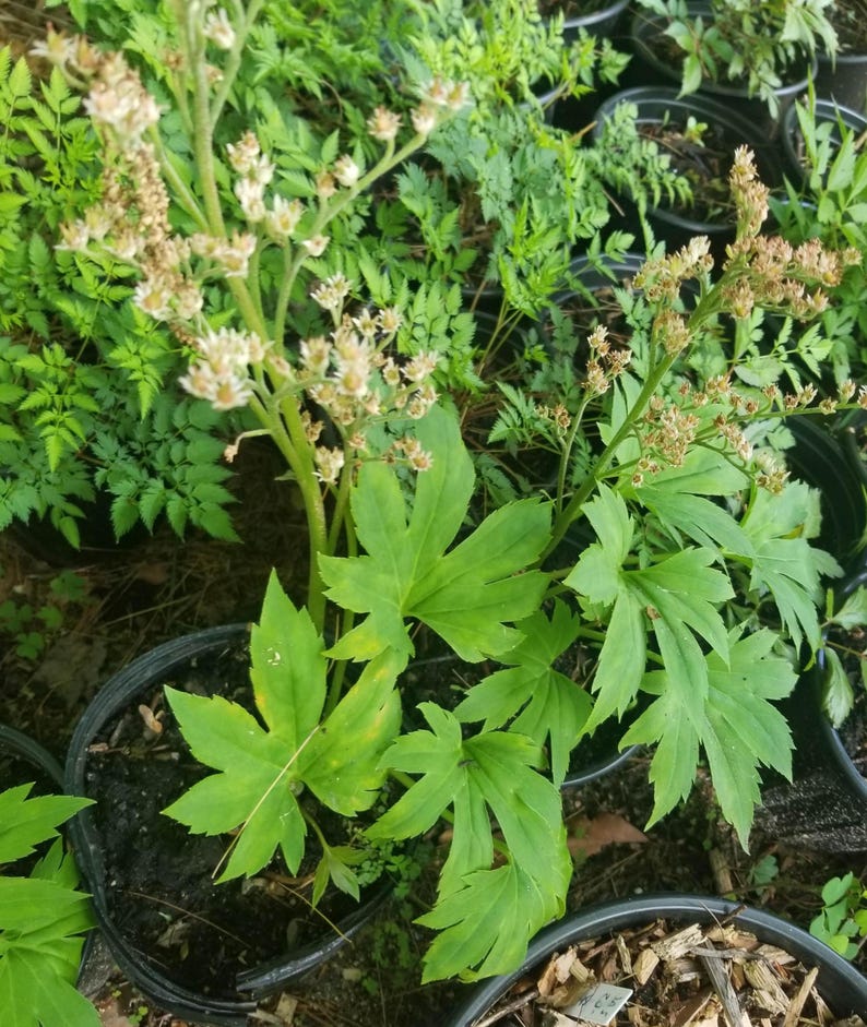 Mukdenia rossii Fresh Division Bareroot Plant - Hardy Perennial Groundcover for Shade Gardens