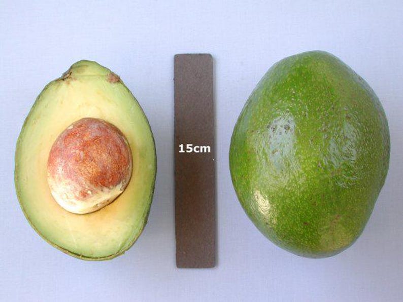 Monroe Avocado Tree Grafted Plant in 6-Inch Pot | Cold Hardy Persea americana | Home Garden, Patio Plant