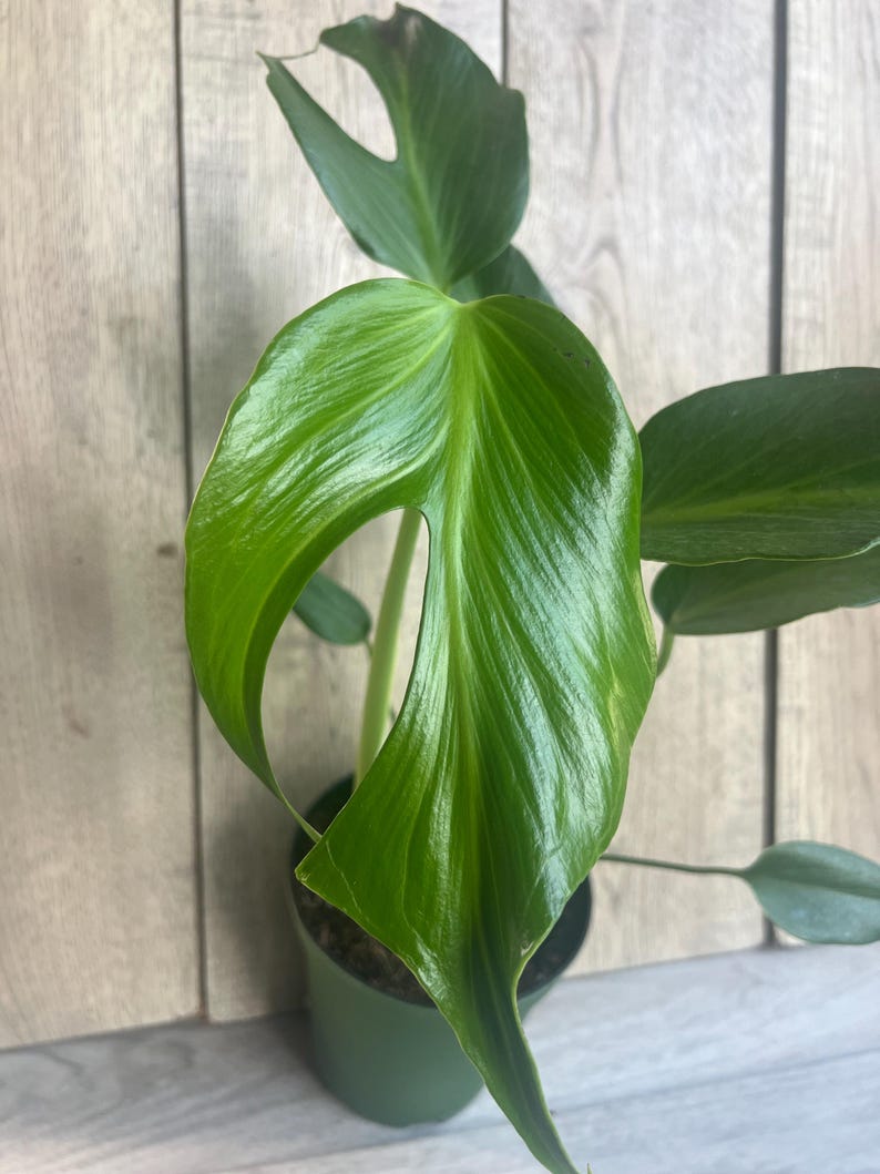 Monstera Burle Marx Flame 6" Pot - Rare Fenestrated Aroid Plant