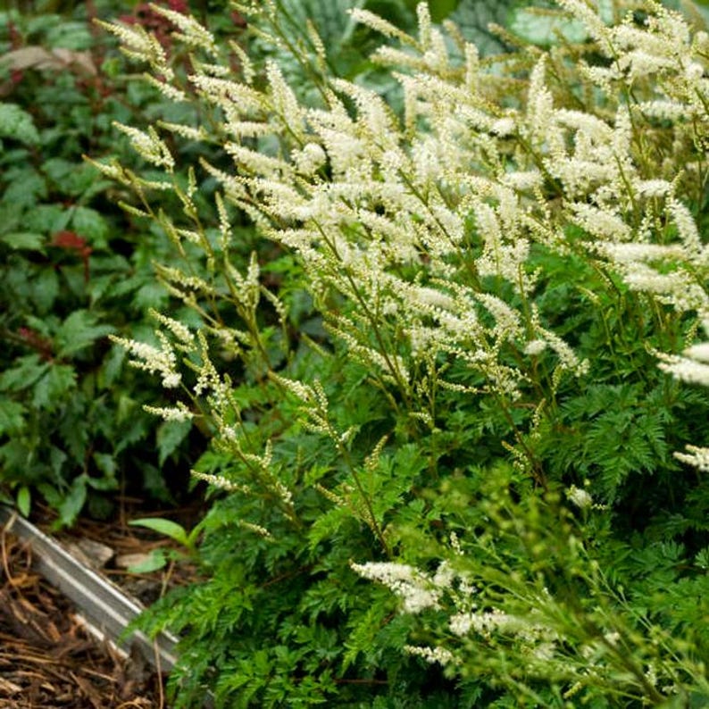 Dwarf Goatsbeard Plant Bareroot Divisions - Aruncus aethusifolius - Perennial Ground Cover for Shade Gardens