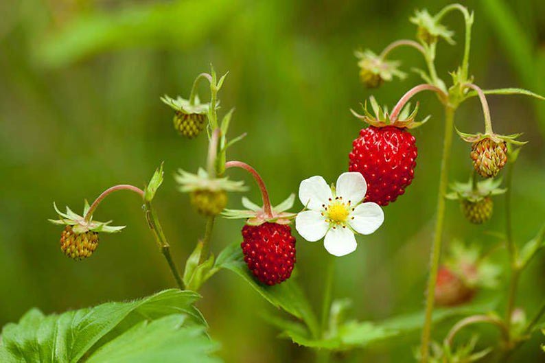 Wild Strawberry Plant Bare Root – Edible Fragaria vesca Ground Cover for Gardens & Containers