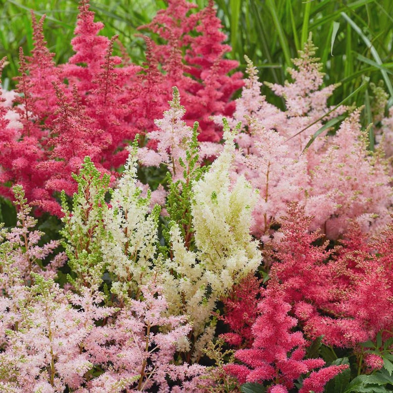 Astilbe Plant Divisions - Bareroot Perennial Flowering Plants - Astilbe spp. for Shade Gardens, Borders & Containers