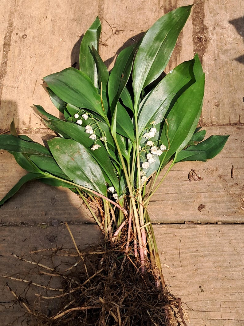 Lily of the Valley Bare Root Plants 25+ | Fragrant White Flowers | Convallaria majalis | Spring Blooming Perennial