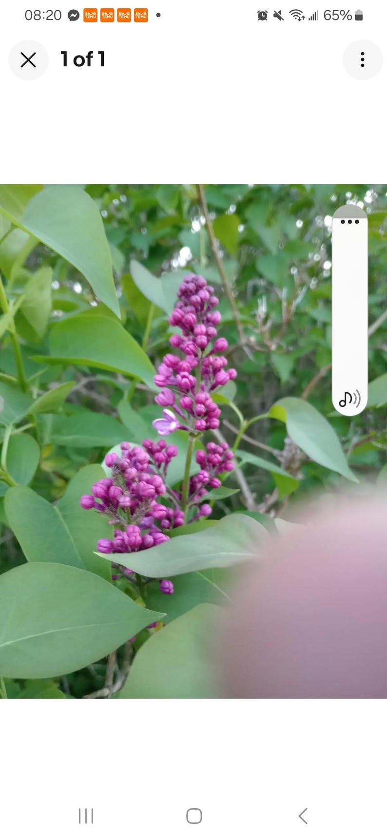 Jumbo Bare Root Lilac Starts - Two Purple Syringa vulgaris Bushes - Fragrant Perennials for Garden, Ready to Plant
