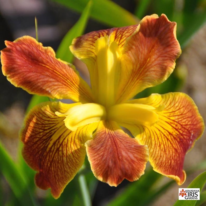 Louisiana Iris Rhizome Cajun Sunrise Red Yellow Flowering Perennial Iris hexagona