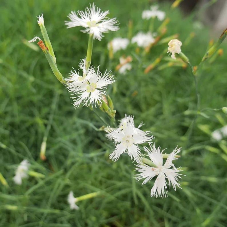 Sand Pink Live Plant in 3.5" Pot – Dianthus arenarius – Native European Drought-Tolerant Perennial
