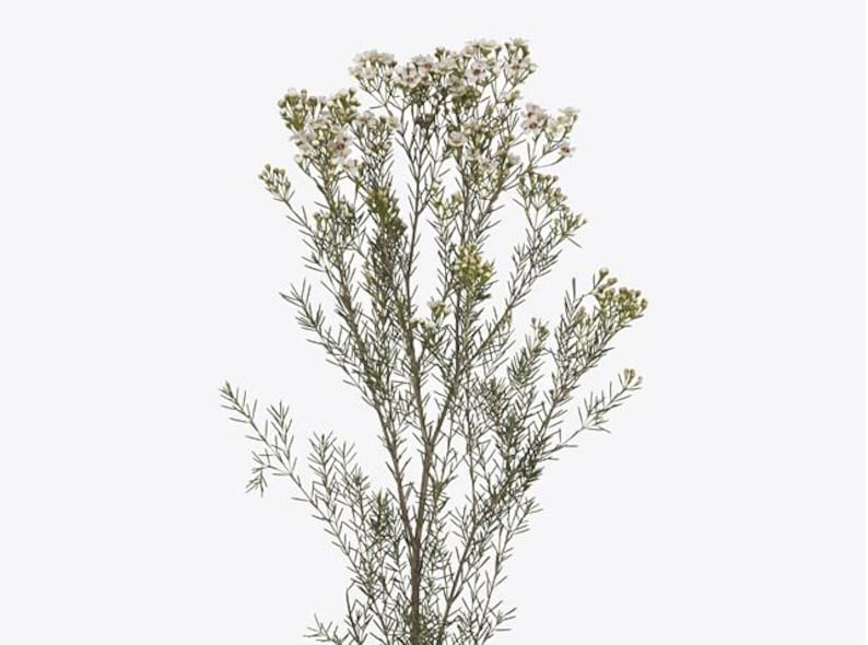 Waxflower Plant - Potted 1ft Tall - Jupiter Moon White Flowers & Dark Green Needle Leaves - Chamelaucium uncinatum