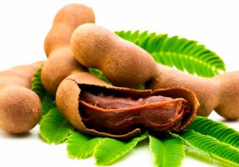 Organic Sweet Tamarind Live Plant in 1-Gallon Pot | Tamarindus indica Edible Fruit Tree for Containers