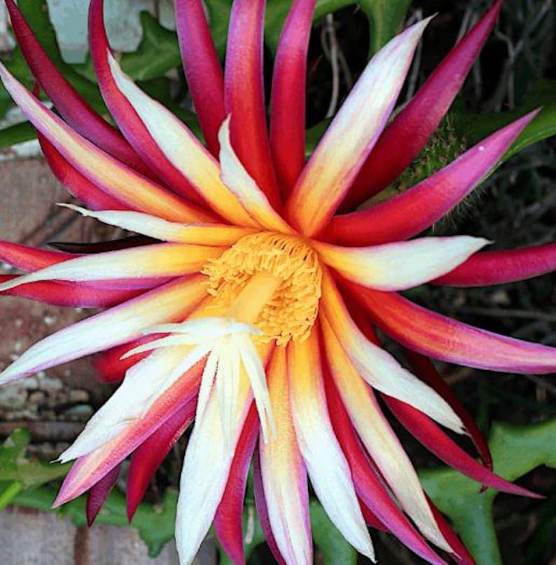 Fishbone Cactus Live Plant in Half Gallon Pot - Disocactus anguliger with Red Flowers, 8-10 Inches, Ornamental Succulent