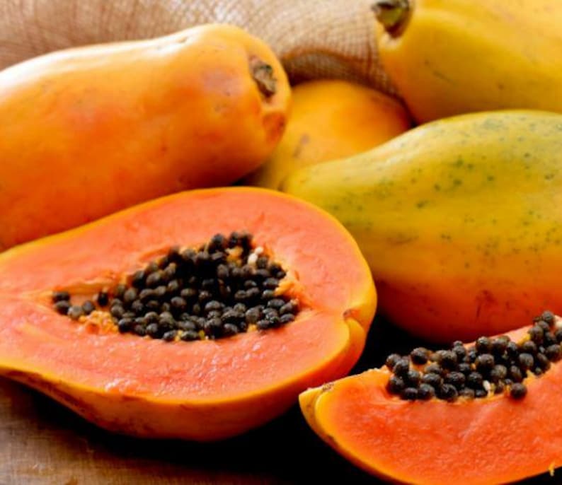 Organic Dwarf Papaya Plant 1 Gal Red Lady Carica papaya for Container Gardening