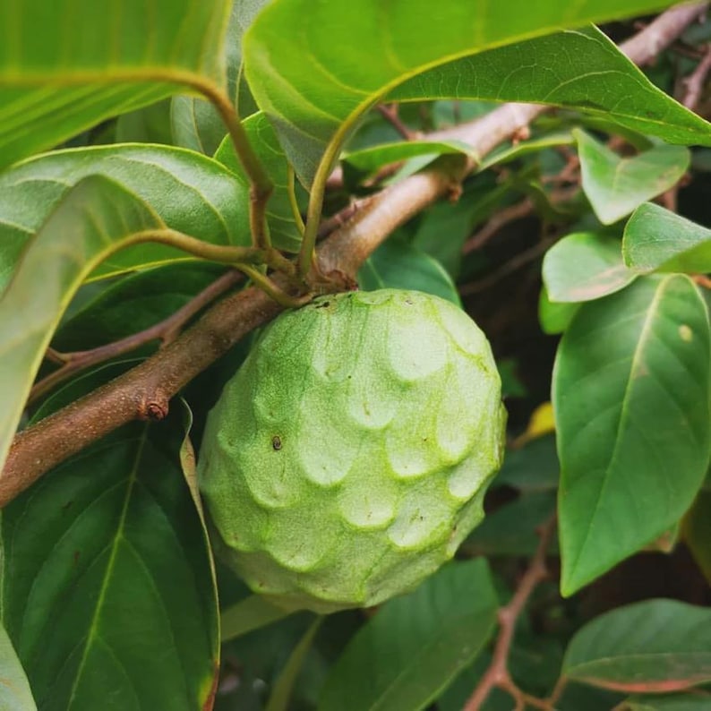 Organic Cherimoya Plant in 1-Gallon Pot, Annona cherimola, Self-Pollinating Tree, Hardy to 25-35°F