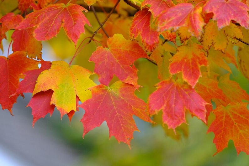 Maple Seedlings - 3 Native NH Acer Species for Landscaping, Gardening & Reforestation