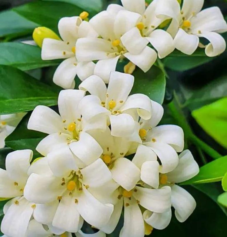 Orange Jasmine Plant in 1 Gallon Pot, Murraya paniculata, Fragrant Year-Round Flowers, Compact Bushy Shrub