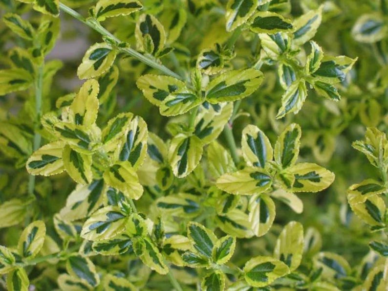 Ceanothus thyrsiflorus 'El Dorado' - 1ft Tall Evergreen Shrub in 6" Pot with Variegated Foliage and Blue Flowers