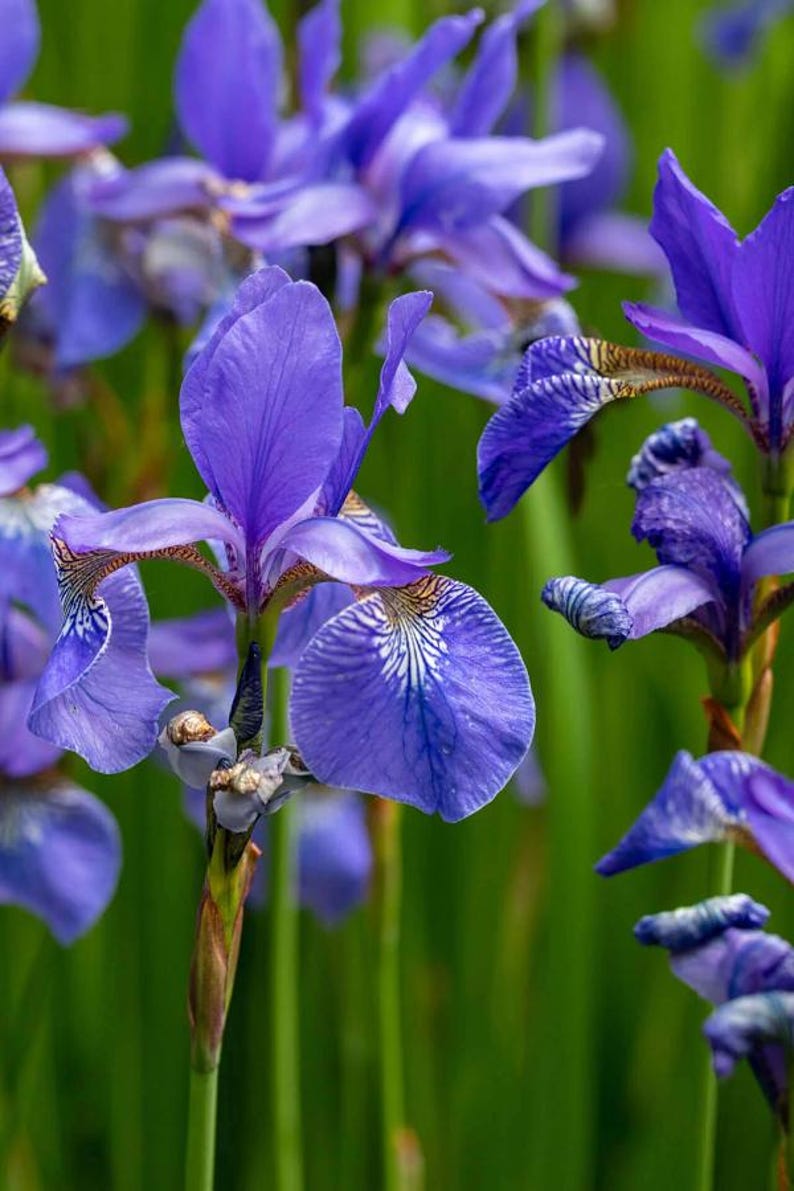 Flag Iris Plant Rhizomes – Blue, Yellow, Reddish Brown – Iris versicolor – Wetlands, Spring Blooms, Clumping Perennial