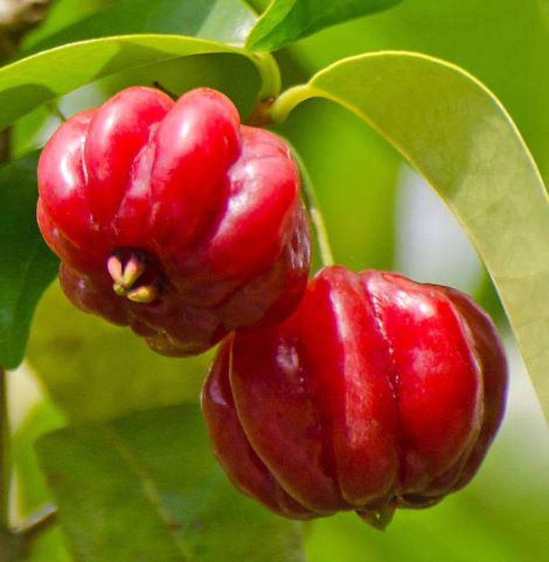 Surinam Cherry Plant | 4-Inch Pot | Edible Fruit | Eugenia uniflora | Fast Growing Pitanga Shrub