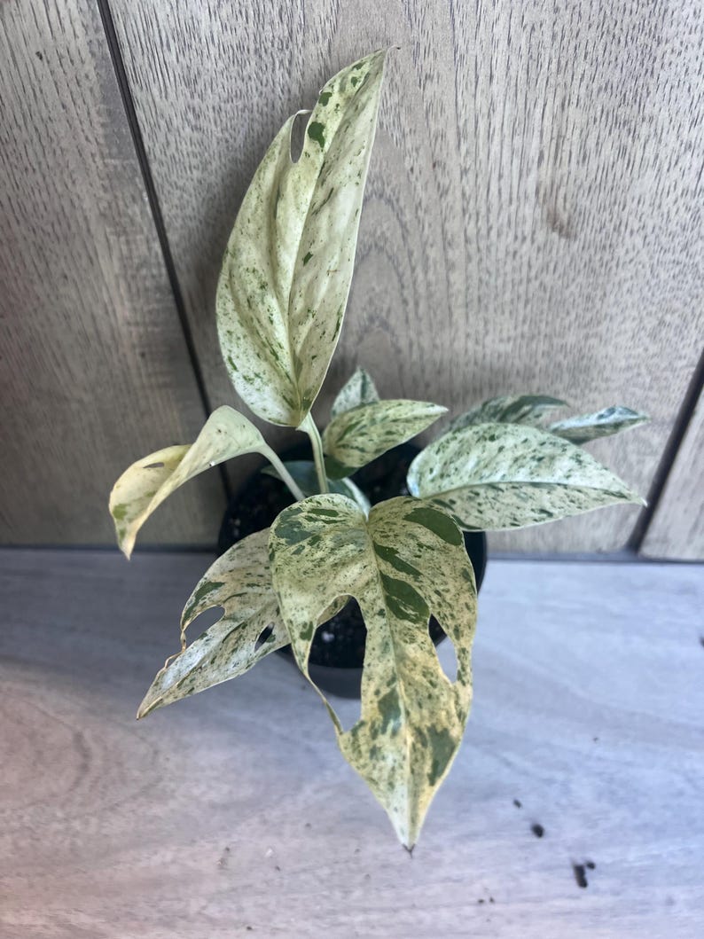 Epipremnum Pinnatum Marble Variegated 4" Pot - Marble King Pothos Indoor Houseplant