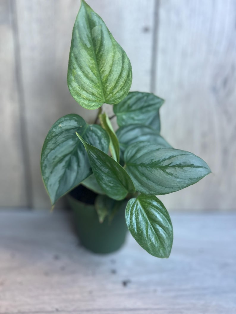 Philodendron Sodiroi in 4" Pot - Rare Silver Aroid with Heart-Shaped Leaves