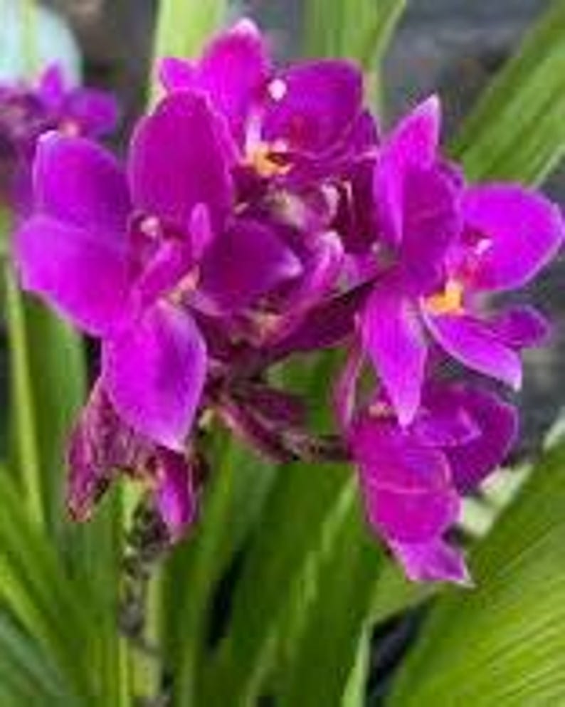 Purple Ground Orchid Live Plant in 6" Pot, Vibrant Purple Blooms, Spathoglottis plicata, Indoor Outdoor Air Purifier