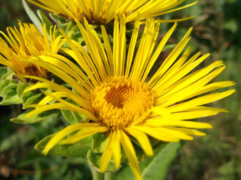 Elecampane Plant Bare Root Division – Inula helenium Medicinal Herb with Yellow Flowers for Gardens