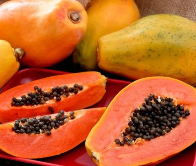 Dwarf Strawberry Papaya Plant - 7" Tall in 4" Pot - Carica papaya, Container-Friendly, Fast-Growing