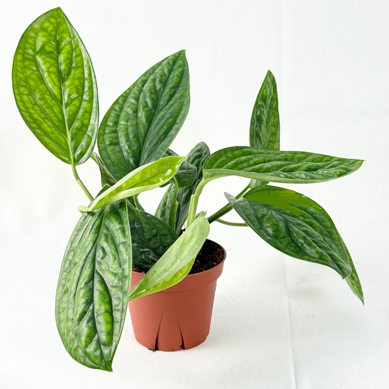 Monstera Peru Live Plant, Starter, Deep Green Foliage, Tropical Houseplant, Monstera karstenianum, Indoor Decor