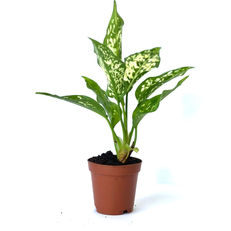 Aglaonema Brevispathum Live Plant – Rare Indoor Houseplant, Easy Care Tropical Foliage, Home Decor, Gift