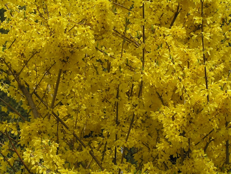 Lynwood Gold Forsythia Shrubs 2 Pack - Bright Yellow Flowers, Forsythia x intermedia 'Lynwood', 4" Container