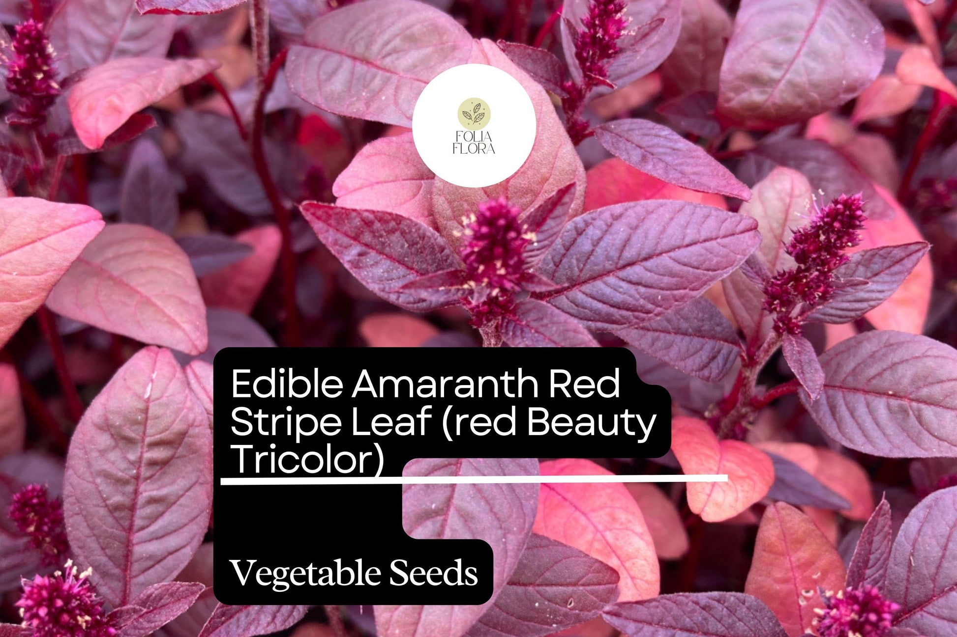 Red Beauty Amaranth Seeds | Edible Microgreens & Vegetable | Amaranthus tricolor Heirloom