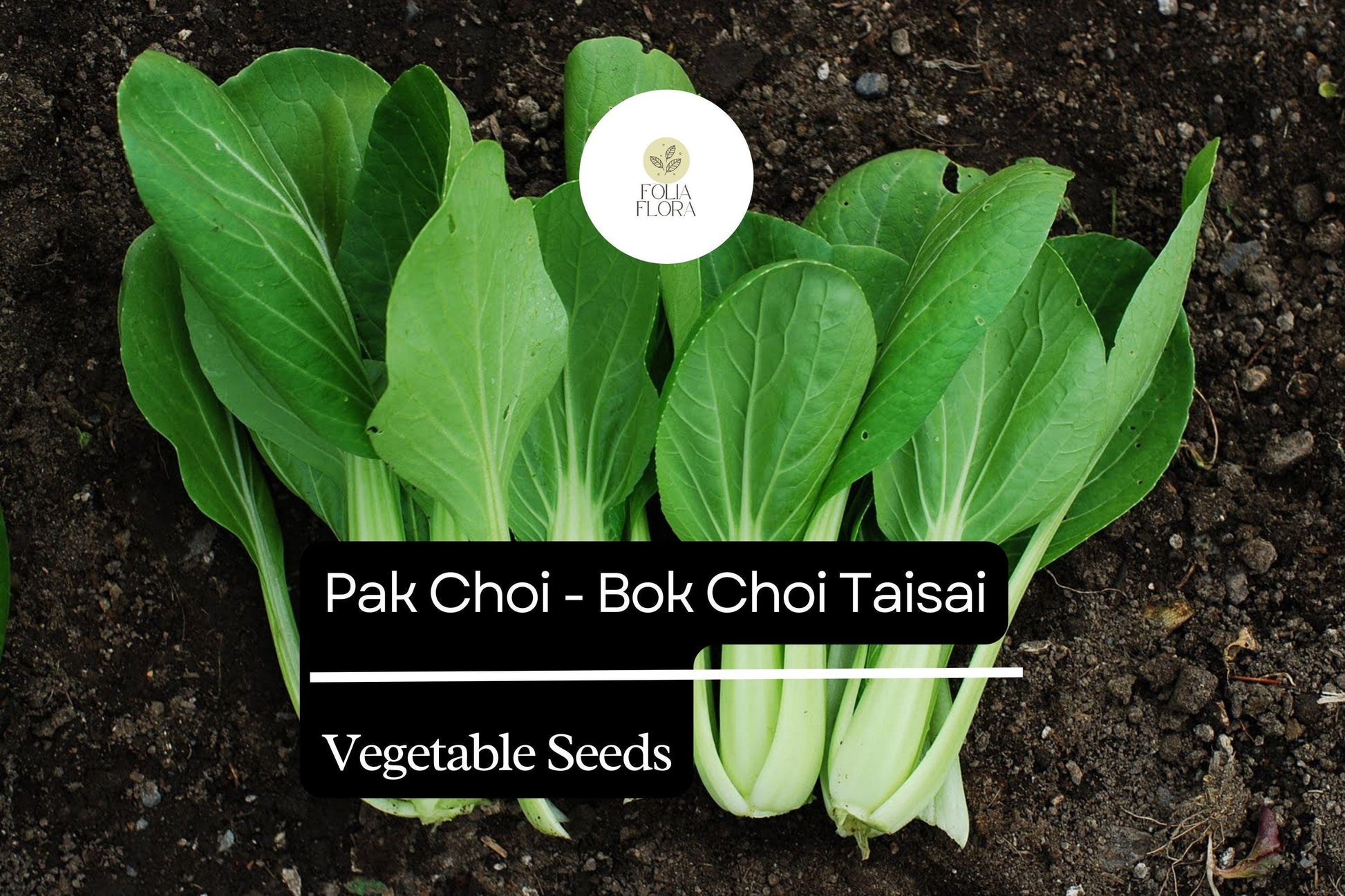 Pak Choi Seeds | Heirloom Taisai Bok Choi, Asian Greens, Brassica rapa var. chinensis, Fast-Growing, Nutritious, 500mg