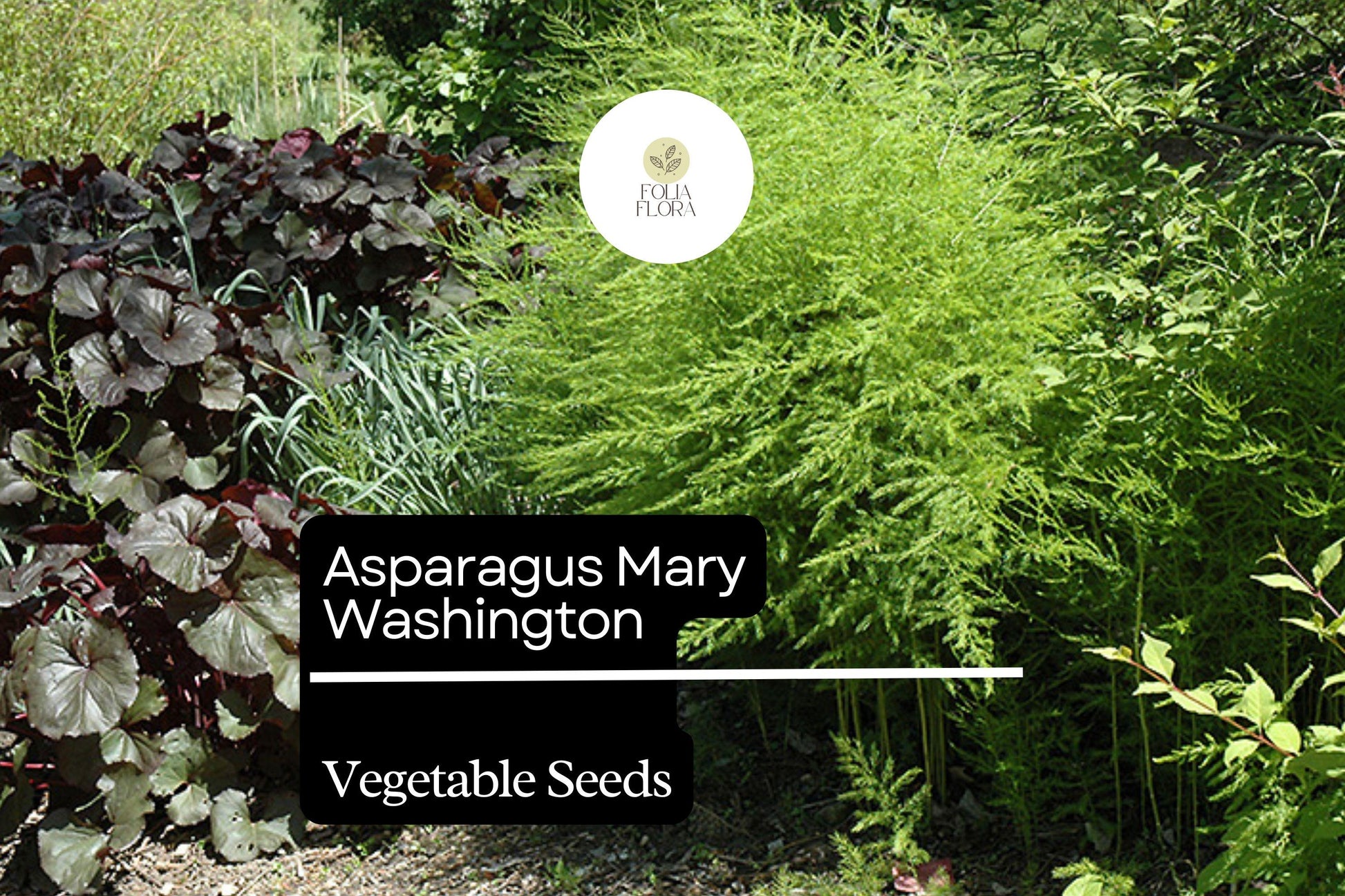 Asparagus Seeds 1g Mary Washington Heirloom Perennial Vegetable Asparagus officinalis