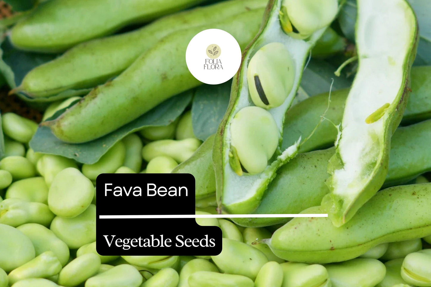 Fava Bean Seeds 5g Vicia faba Heirloom Broad Beans for Planting Nutritious Cool-Season Legume