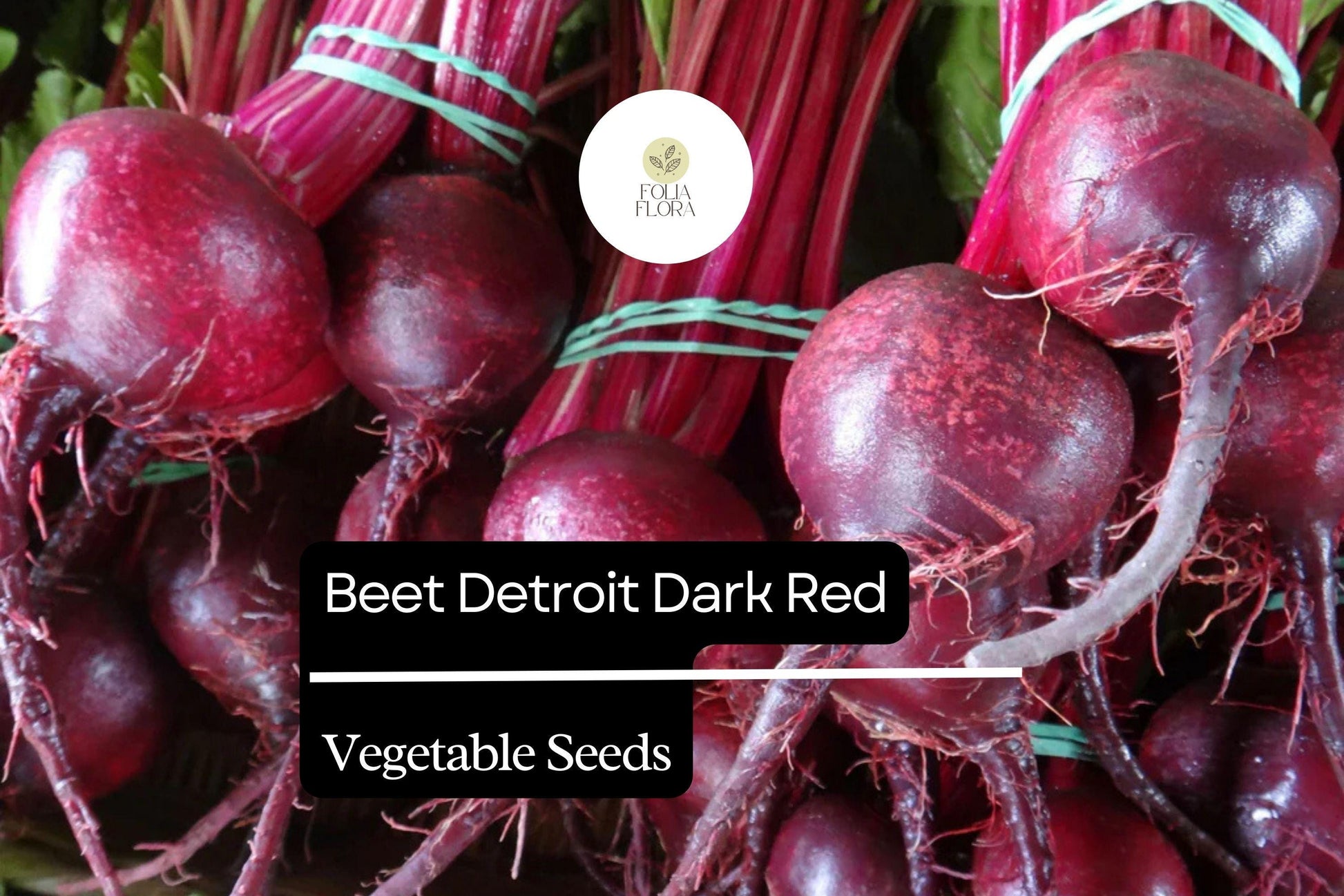 Detroit Dark Red Beet Seeds | 1g Heirloom Beta vulgaris for Roasting, Pickling & Juicing